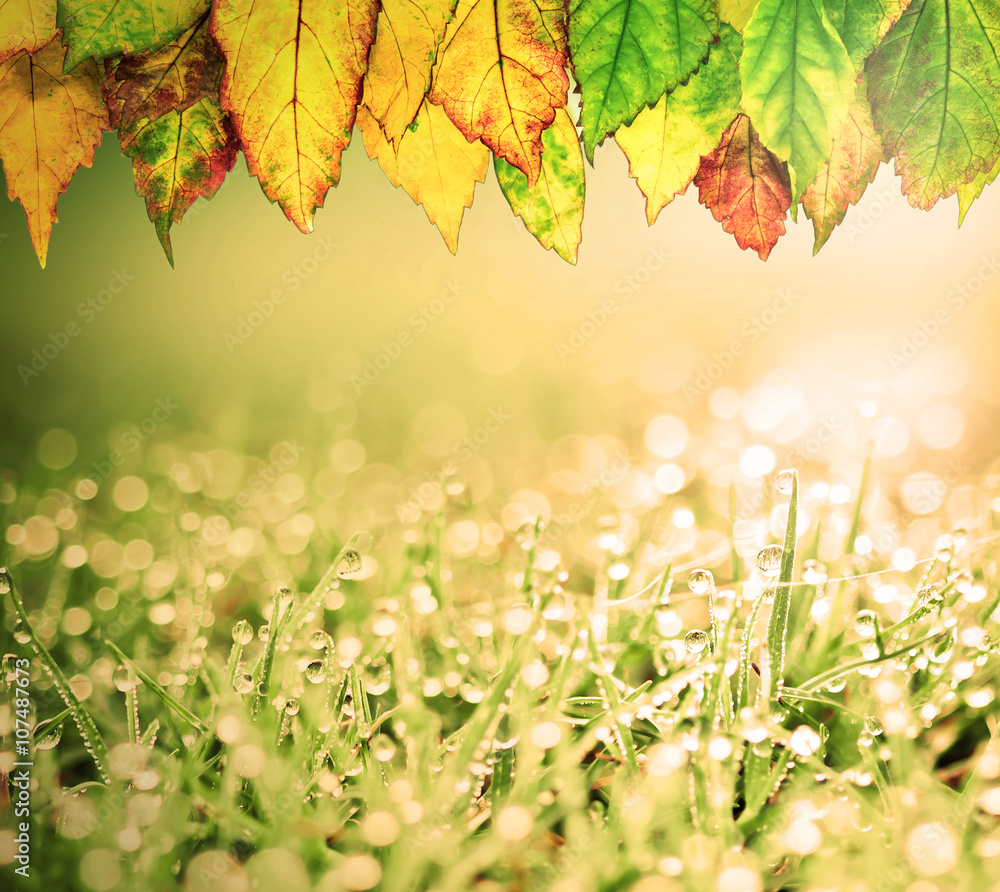 grass with autumn leaves and rain water droplets grass with autumn leaves and rain water droplets