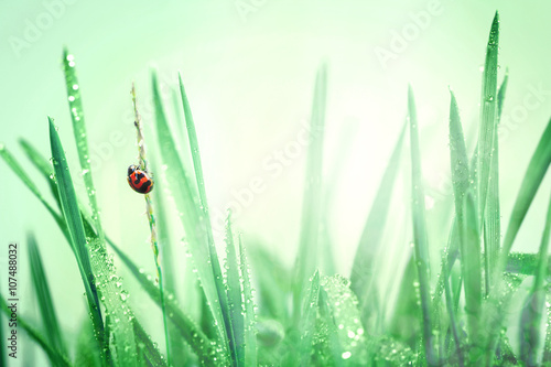 Ladybug and fresh green grass with droplets after the rain 
