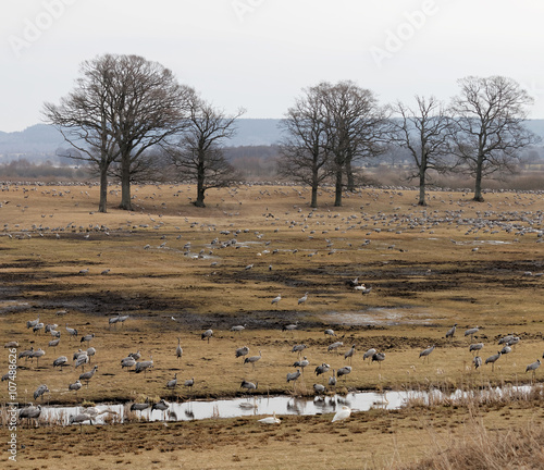 Thousands of crane birds eating from the grass photo