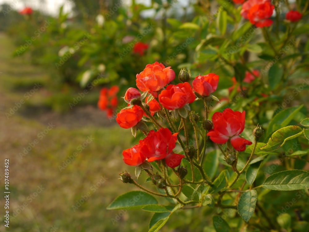 Red Rose Red Rose