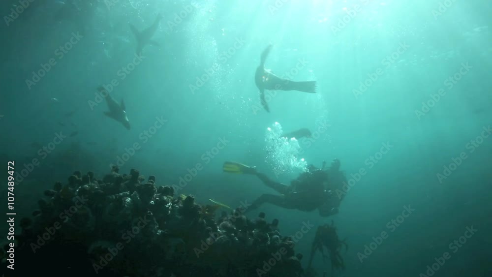 Scuba diving with curious cape fur seals in False Bay, South Africa Scuba diving with curious cape fur seals in False Bay, South Africa