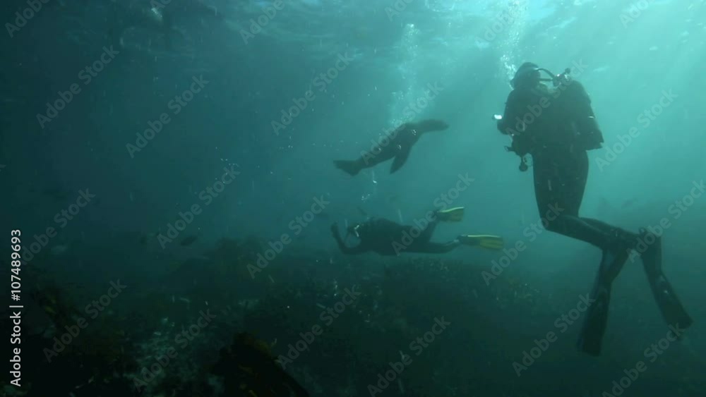 Scuba diving with curious cape fur seals in False Bay, South Africa Scuba diving with curious cape fur seals in False Bay, South Africa