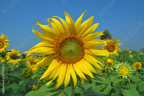 Sun flowers against a blue sky