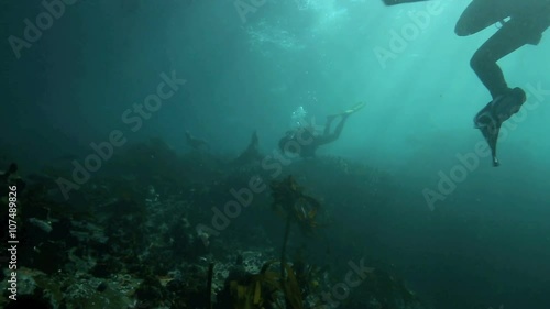 Wallpaper Mural Scuba diving with curious cape fur seals in False Bay, South Africa Torontodigital.ca