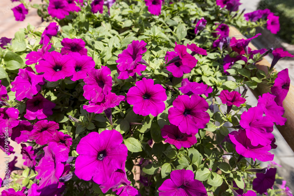 Flowers in the garden
Flowers in the garden