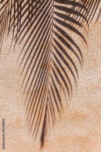 ombre de palmier sur mur ocre rose