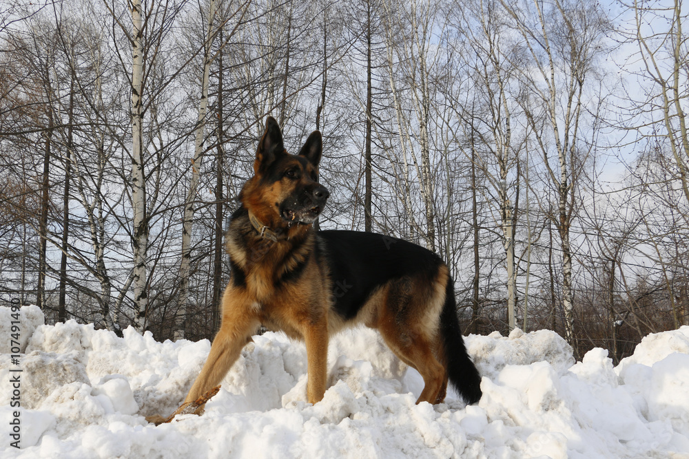 German shepherd dog on snow in winter day German shepherd dog on snow in winter day