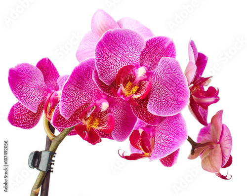 Fototapeta Naklejka Na Ścianę i Meble -  Orchid flowers