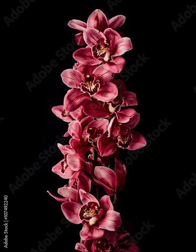 Fototapeta Naklejka Na Ścianę i Meble -  Orchid flowers