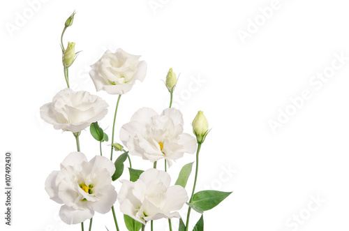 Beautiful eustoma flowers isolated on white background and free