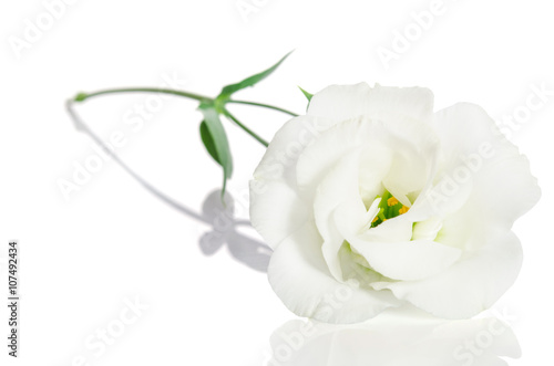Beautiful white flower with leafs on white background. Eustoma