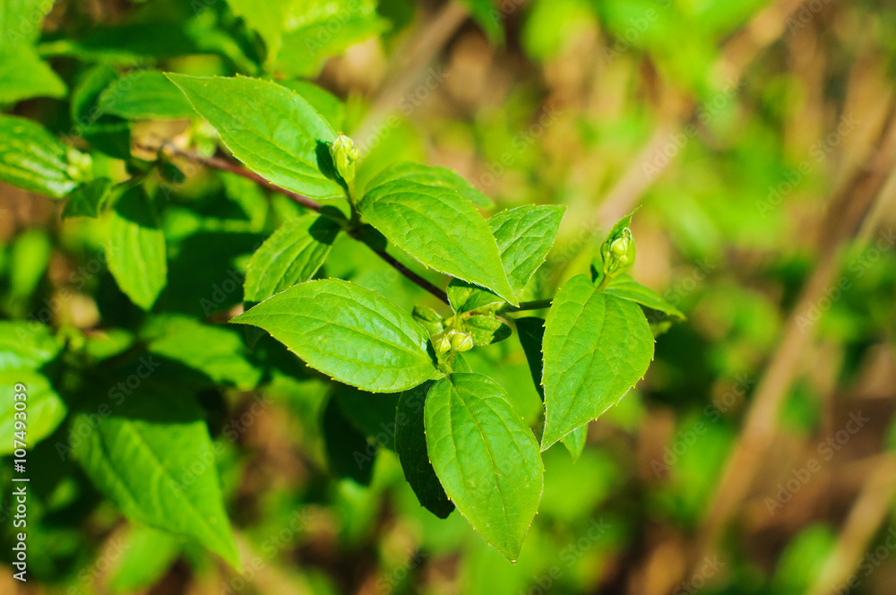 Beautiful branch of jasmine Beautiful branch of jasmine