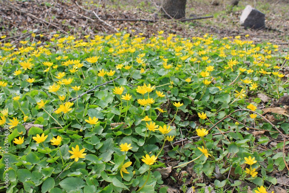 Obraz premium Yellow buttercups 