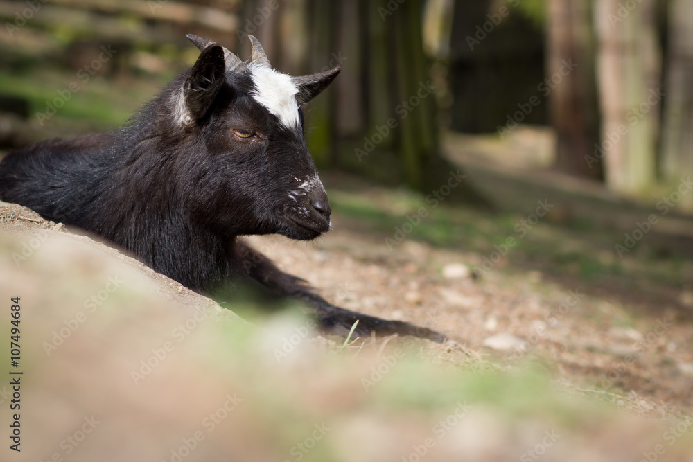Fototapeta premium Young cameroon dwarf goat resting / relaxing on huge piece of wo