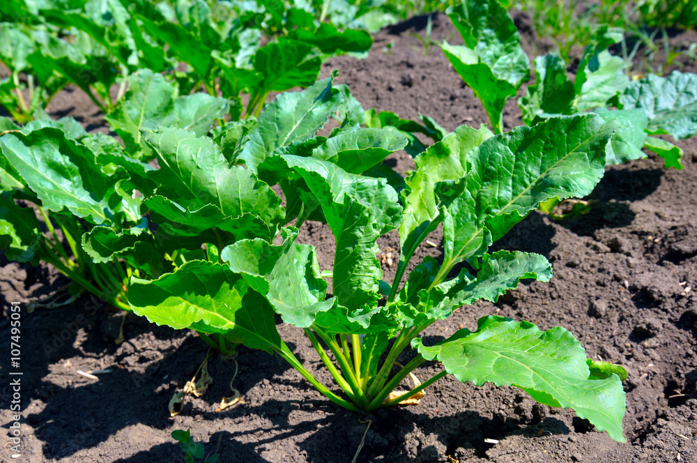 beet tops on the background soils beet tops on the background soils