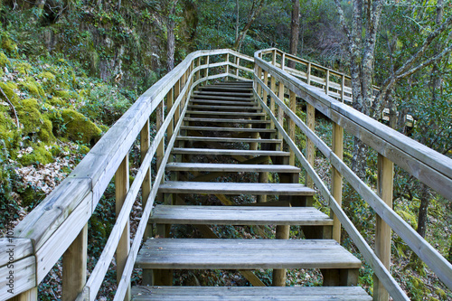 Fototapeta Naklejka Na Ścianę i Meble -  stairs in the forest
