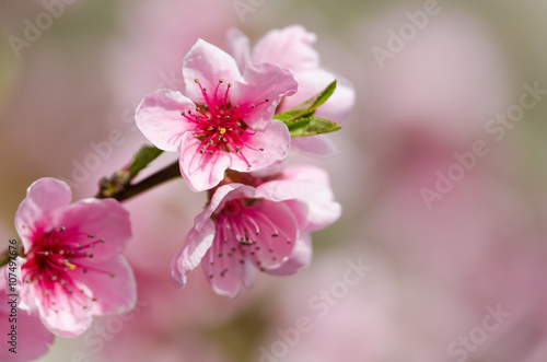 Peach blossom in spring