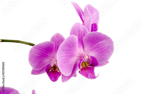 Pink streaked orchid flower, isolated / Streaked orchid flowers. Beautiful orchid flowers / orchid on white blackbackground / Orchids / Pink Orchid closeup
