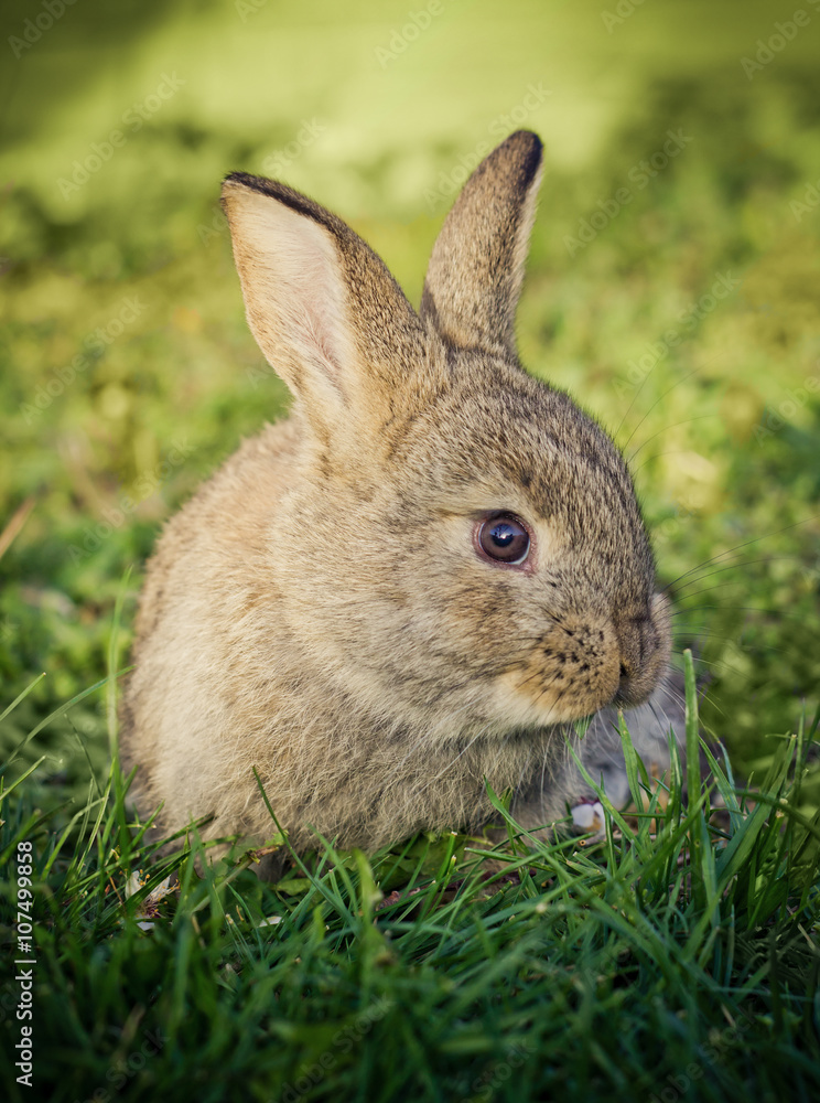 little grey rabbit on green grass little grey rabbit on green grass