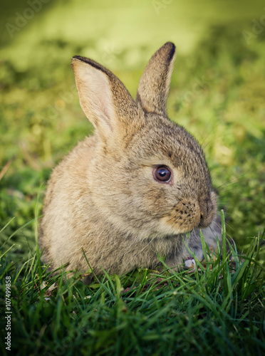 little grey rabbit on green grass