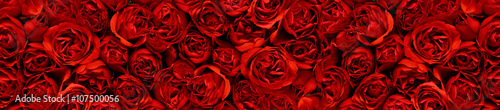 Photo Red roses in a panoramic image