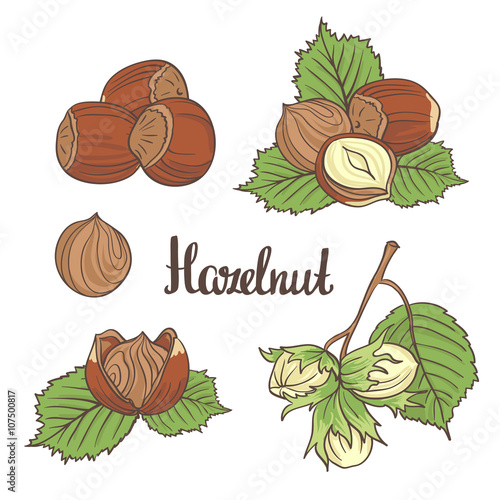 Filberts with leaves isolated on the white background. Vector illustration. Hand drawn labels