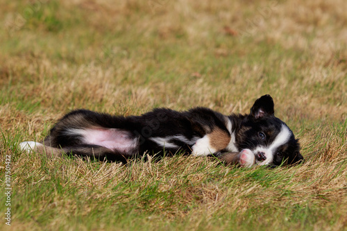 Australian Shepherd Hund Welpe spielt auf der Wiese