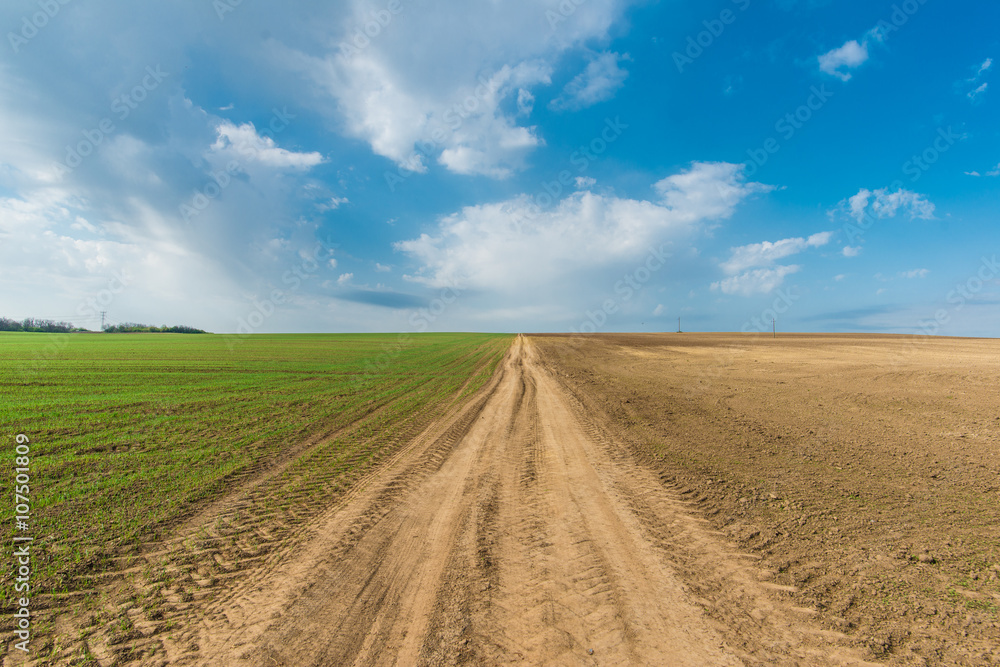 Cultivated green meadow. Rural scene. Country road under blue sky