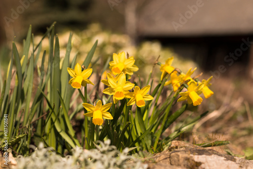 group of yellow narcissus in the traditional british spring garden