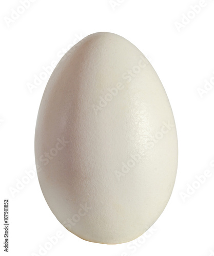 Large white goose egg, isolated on white background, close up