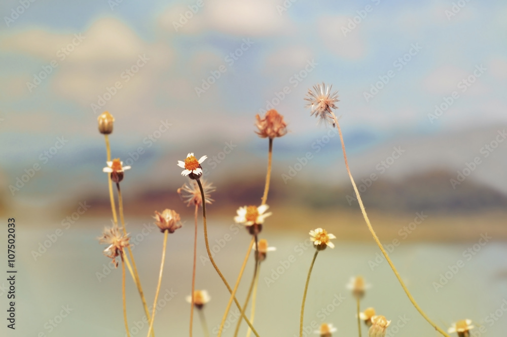 grass flower on sky background,vintage retro style