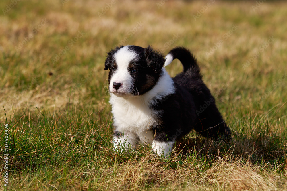 Australian Shepherd Hund Welpe spielt auf der Wiese Australian Shepherd Hund Welpe spielt auf der Wiese