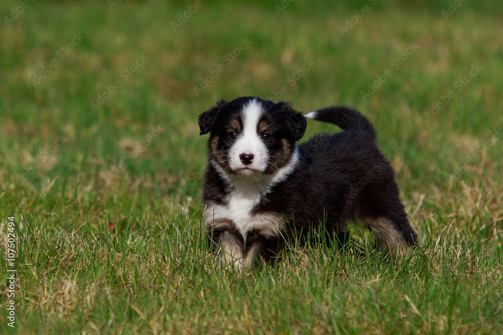 Australian Shepherd Hund Welpe spielt auf der Wiese Australian Shepherd Hund Welpe spielt auf der Wiese