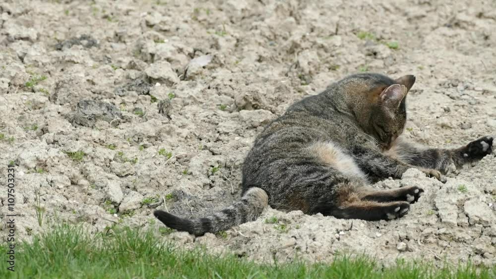 An adult tabby cat cleaning, laving itself during lovely spring time in clay - field An adult tabby cat cleaning, laving itself during lovely spring time in clay - field