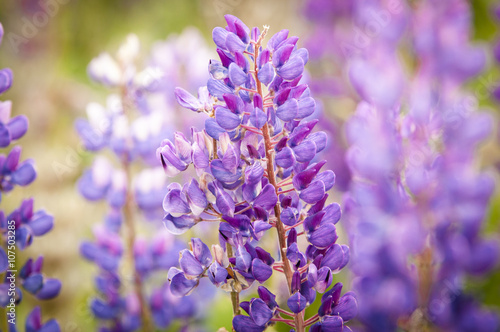 Lupinus