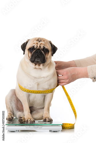 Fototapeta Naklejka Na Ścianę i Meble -  Mops wird gemessen und gewogen