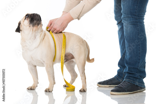 Fototapeta Naklejka Na Ścianę i Meble -  Mops wird gemessen