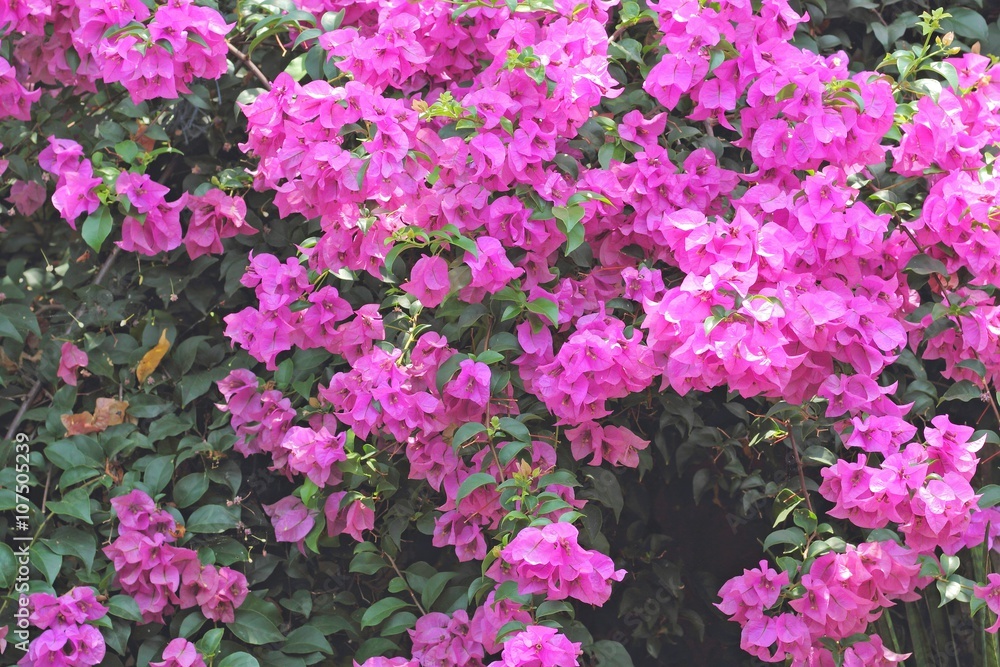 Obraz premium flowers of bougainvillea