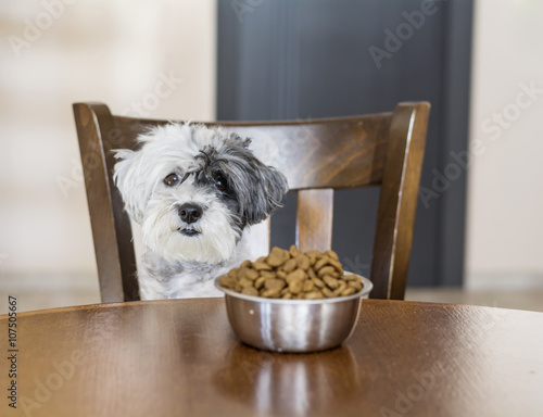 Fototapeta Naklejka Na Ścianę i Meble -  cute small white poodle  dog with full bowl with food on the kitchen table.Hungry dog