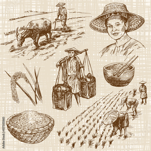 Hand drawn illustration, rice harvest