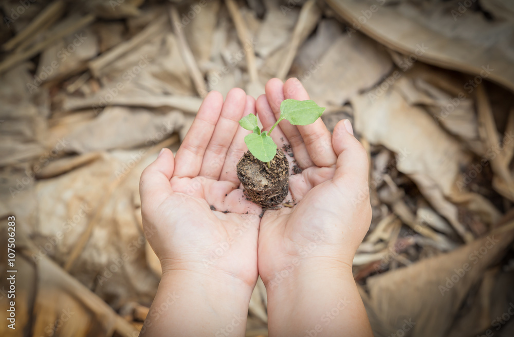 Obraz premium Sapling in hand as of lady