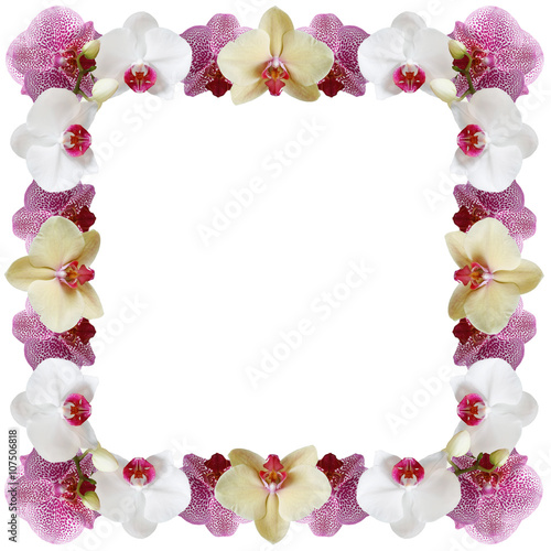 Fototapeta Naklejka Na Ścianę i Meble -  Floral background. Orchids 