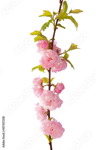 Branch with beautiful pink flowers ( Amygdalus triloba)  isolated on white background. Shallow depth of field.