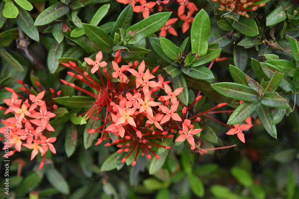 closed up the red ixora in garden closed up the red ixora in garden