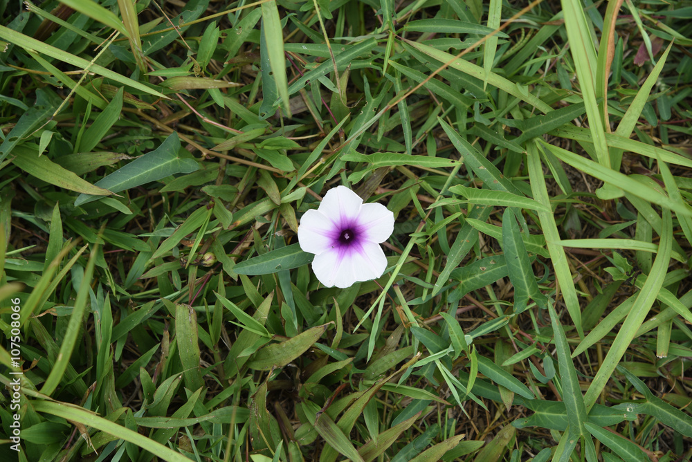 view of water convolvulus flower view of water convolvulus flower