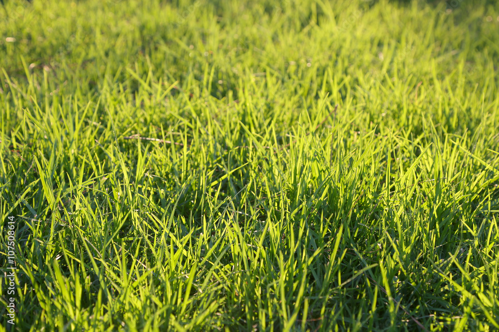 Fresh green grass on a lawn Fresh green grass on a lawn