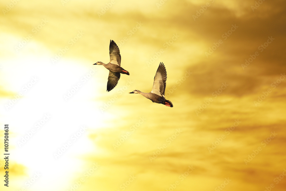 Obraz premium Couple of ducks flying at sunset.
