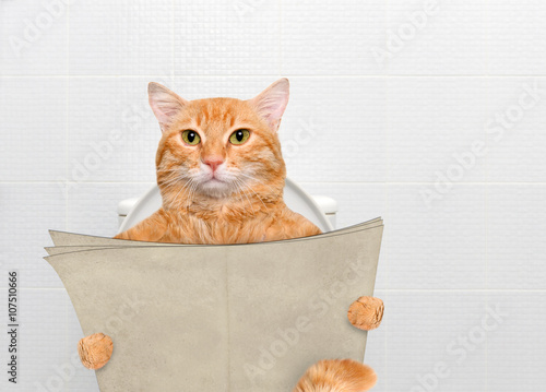 Fototapeta Naklejka Na Ścianę i Meble -  Cat with a newspaper in a toilet.