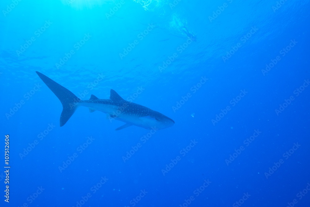 Naklejka premium whale shark