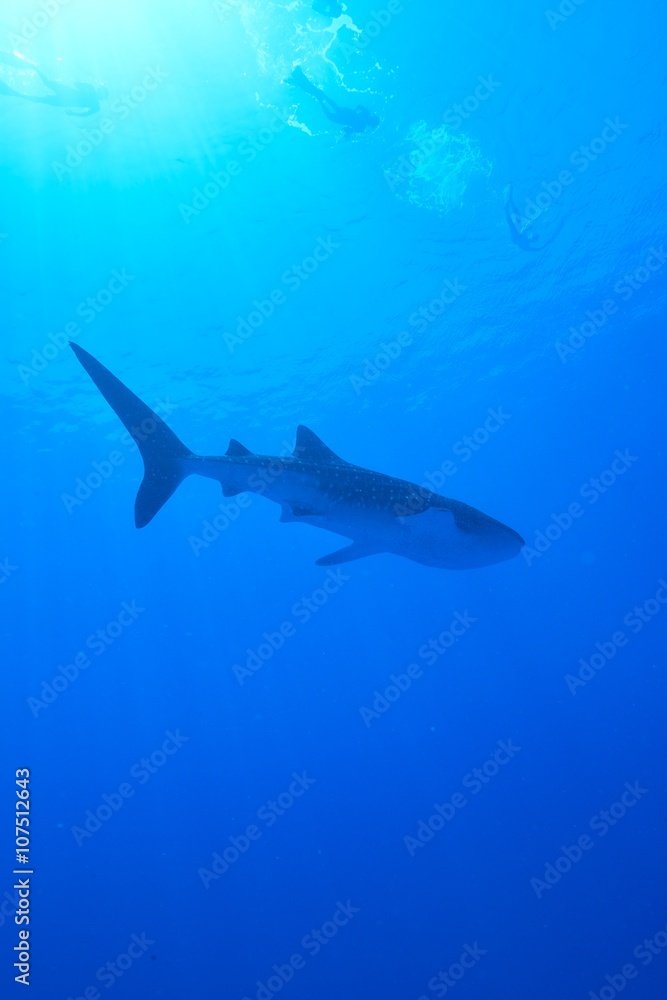 Fototapeta premium whale shark